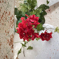 Organic Red Geranium Cuttings – 6 Live Plant Starters | Fresh Pelargonium Cuttings | Patio & Container Friendly | Easy to Grow