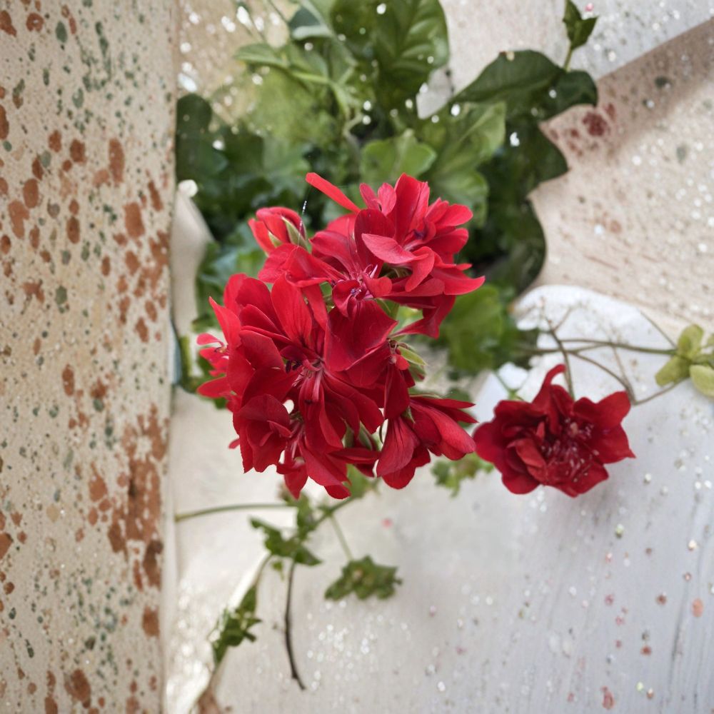 Organic Red Geranium Cuttings – 6 Live Plant Starters | Fresh Pelargonium Cuttings | Patio & Container Friendly | Easy to Grow