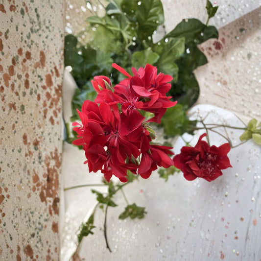 Organic Red Geranium Cuttings – 6 Live Plant Starters | Fresh Pelargonium Cuttings | Patio & Container Friendly | Easy to Grow