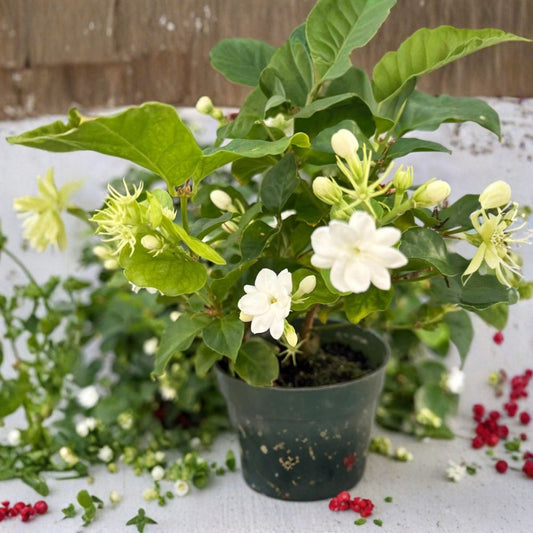 Jasmine Maid of Orleans Live Plant | 2 Pack | Jasminum sambac | Fragrant Double White Flowers | 4 Inch Pot | Arabian Jasmine | Indoor & Outdoor Plant