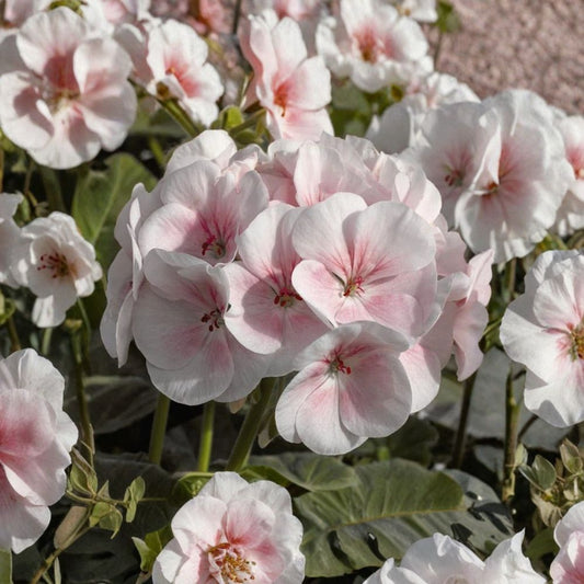 Pink & White Geranium Seeds – 10 Pelargonium Zonale Flower Seeds | Pollinator Friendly Patio & Garden Flowers