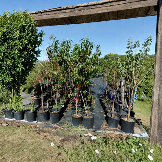 Ruby Prince Peach Tree – Prunus persica Live Fruit Tree | 4–6 Feet Tall | Sweet Juicy Freestone Peaches | Mid-Season Harvest | Easy to Grow
