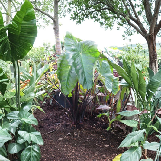 Illustris Colocasia Live Plant – 3" Starter | Dark Elephant Ear | Colocasia Fontanesii II | Tropical Foliage Plant | No Pot