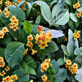Orange Zest Jasmine Plant – Cestrum aurantiacum Live Starter | 6–12 Inches Tall | Orange Flowering Shrub | Tropical Patio Plant