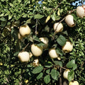 Ghost Apple Tree – Malus domestica Live Bare Root | Rare White Apple Variety | 3 Ft Grafted on M111 Rootstock