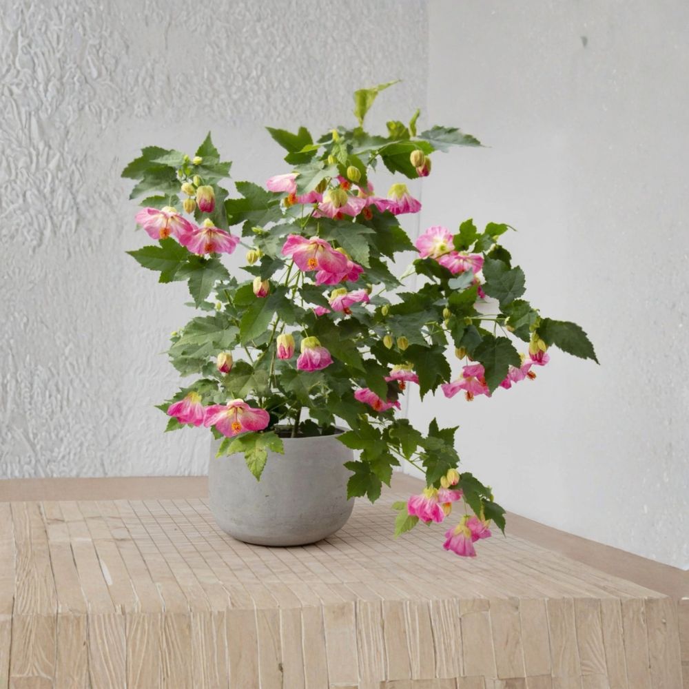 Pink Flowering Maple – Abutilon Live Starter Plant | Small Rooted Plant in Nursery Pot | Long-Blooming Ornamental | Patio & Garden Friendly