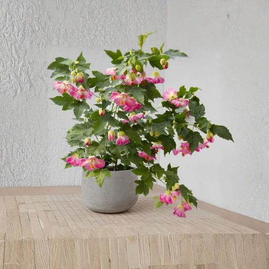 Pink Flowering Maple – Abutilon Live Starter Plant | Small Rooted Plant in Nursery Pot | Long-Blooming Ornamental | Patio & Garden Friendly