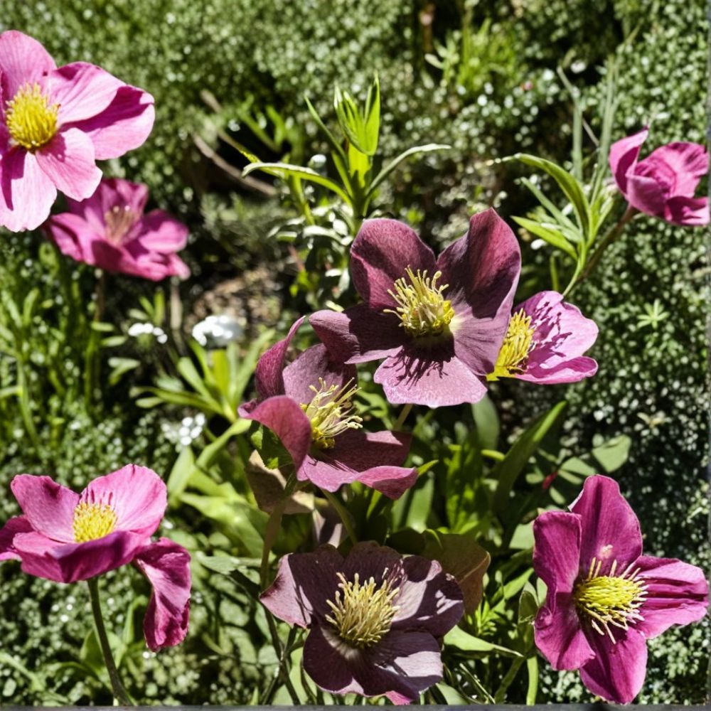 Ruby Red Lenten Rose – Helleborus orientalis Bare Root Plant | One Healthy Well-Rooted Perennial | Winter Blooming Shade Garden Flower | Easy to Grow