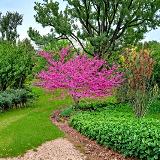 Eastern Redbud Live Tree | 16–24 Inches Tall | Bare Root Cercis canadensis | Rosy Pink Spring Blooms | Hardy Native Tree