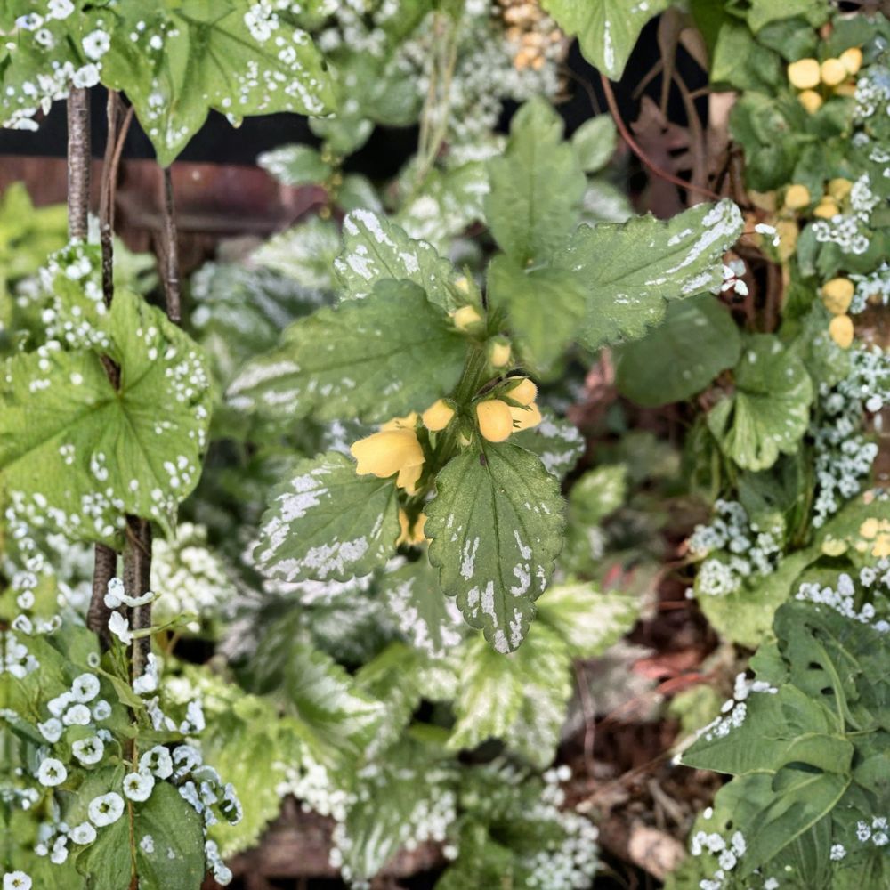 Yellow Archangel – Lamiastrum galeobdolon Live Rooted Plants | Set of 4 | Golden Dead Nettle Ground Cover