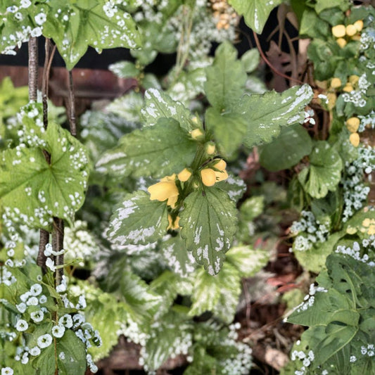 Yellow Archangel – Lamiastrum galeobdolon Live Rooted Plants | Set of 4 | Golden Dead Nettle Ground Cover