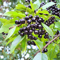 Wild Black Cherry Trees – Prunus serotina Live Plants | Set of 2 Bare Root 2 Ft Trees | Native Fruit Tree | Wildlife Friendly | Fast Growing