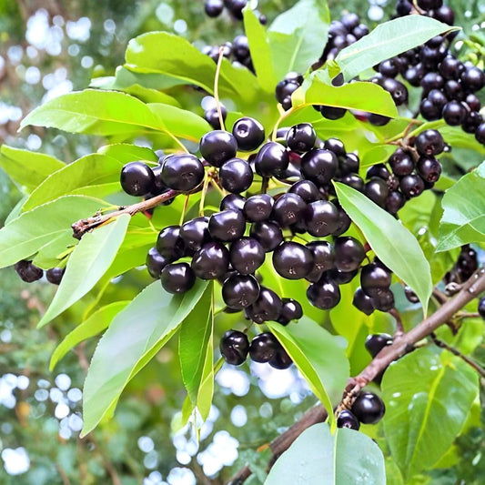 Wild Black Cherry Trees – Prunus serotina Live Plants | Set of 2 Bare Root 2 Ft Trees | Native Fruit Tree | Wildlife Friendly | Fast Growing