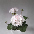 Multi Bloom White Geranium Seeds – Pelargonium hortorum Flower Seeds | 15 Seeds Included | White Cluster Blooms | Garden & Container Friendly | Easy to Grow