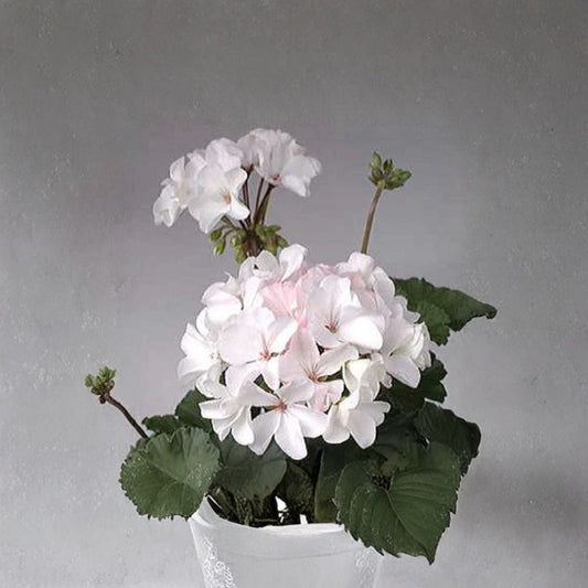 Multi Bloom White Geranium Seeds – Pelargonium hortorum Flower Seeds | 15 Seeds Included | White Cluster Blooms | Garden & Container Friendly | Easy to Grow