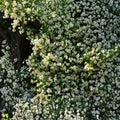 Cold Hardy Confederate Jasmine Plant – Trachelospermum jasminoides ‘Madison’ Live Vine | 4–8 Inch Starter | Fragrant Star Jasmine | Zone 7 Hardy