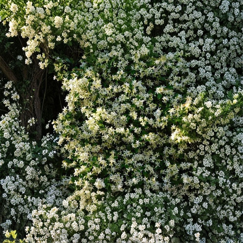 Cold Hardy Confederate Jasmine Plant – Trachelospermum jasminoides ‘Madison’ Live Vine | 4–8 Inch Starter | Fragrant Star Jasmine | Zone 7 Hardy