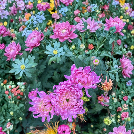 Pale Pink Chrysanthemum Plant – Chrysanthemum morifolium Live Plant | Large Flower Mum | Hardy Perennial Garden Flower