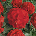 Bullseye Scarlet Geranium Seeds – 15 Premium Flower Seeds | Compact Red Blooms | Patio & Container Friendly | Easy to Grow