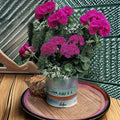 Geranium Maverick Violet – Pelargonium Seeds | 1,000 Seeds | Violet Blooms | Robust Garden Geranium | Pot & Landscape Friendly | Easy to Grow