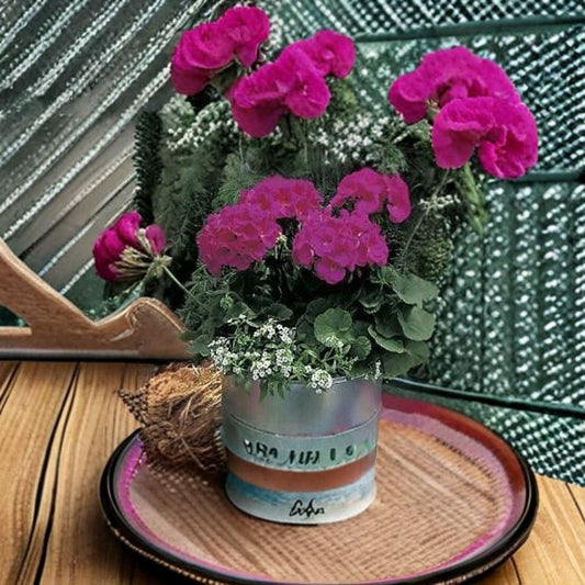 Geranium Maverick Violet – Pelargonium Seeds | 1,000 Seeds | Violet Blooms | Robust Garden Geranium | Pot & Landscape Friendly | Easy to Grow