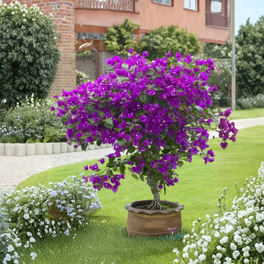 Violet Bougainvillea Live Starter Plant – Well Rooted Tropical Vine | Ships in Nursery Pot | Flowering Ornamental | Patio & Garden Friendly | Easy to Grow