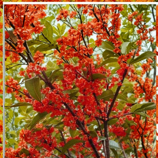 Beni Kin Mokusei Red Tea Olive – Osmanthus fragrans Live Rooted Starter Plant | Fragrant Evergreen Shrub