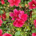 Fragrant Pink Geranium Cuttings – 5 Fresh Pelargonium Cuttings for Rooting | Scented Flowering Garden Plant
