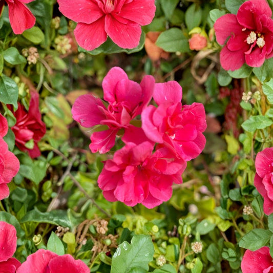 Fragrant Pink Geranium Cuttings – 5 Fresh Pelargonium Cuttings for Rooting | Scented Flowering Garden Plant