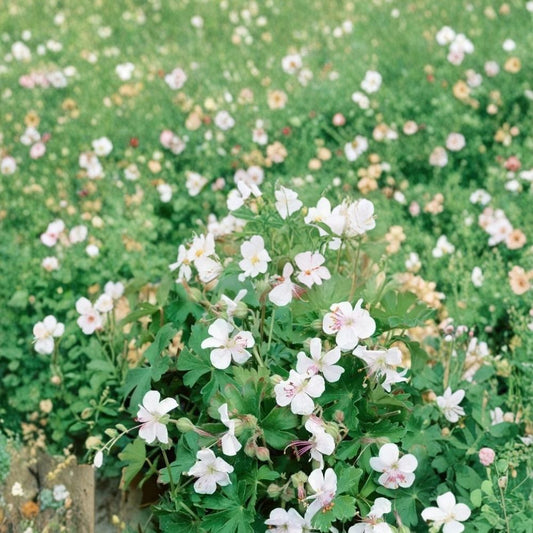 Harz Geranium Seeds – 25+ Premium Flower Seeds | Colorful Garden Blooms | Patio & Balcony Friendly | Easy to Grow Perennial Flowers