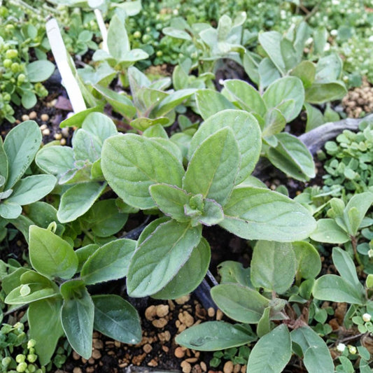 Hillary's Sweet Lemon Mint Cuttings – Mentha suaveolens x piperita f. citrata Live Unrooted Cuttings | 3 Organic Apple Lime Mint Cuttings | Culinary Herb for Rooting