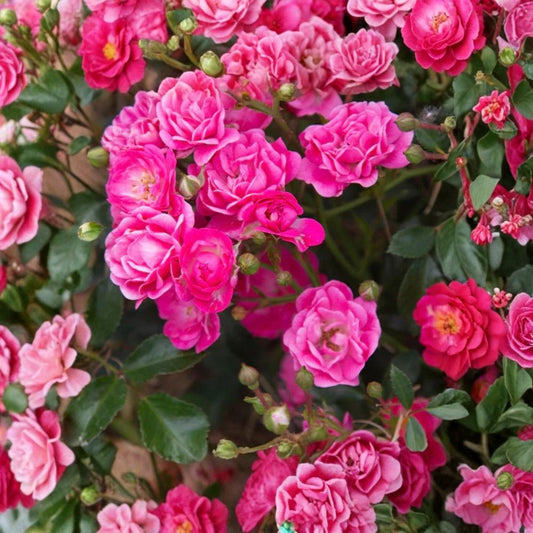 Lovely Fairy® Rose – Rooted Live Shrub Rose Plant | 5 Inches Tall | Dark Pink Polyantha Rose | Continual Bloomer | Winter Hardy | Cottage & Fairy Garden Plant
