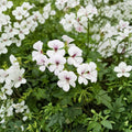 Reach Out White Ivy Geranium Seeds – 100 Pelargonium Seeds | Trailing White Flowers for Baskets & Pots