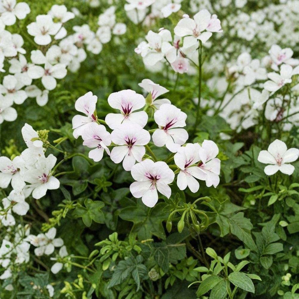 Reach Out White Ivy Geranium Seeds – 100 Pelargonium Seeds | Trailing White Flowers for Baskets & Pots