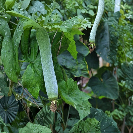 Luffa Plant Live Set of 2 – 4 Inch Pot | Loofah Sponge Gourd | Fast Growing Vine | Edible Vegetable | Natural Sponge Plant | Organic Garden Plant