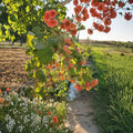 Double Gold Raspberry – Live Rooted Plant | Champagne Colored Raspberry | Everbearing Self-Pollinating Berry Plant | Zones 5–8