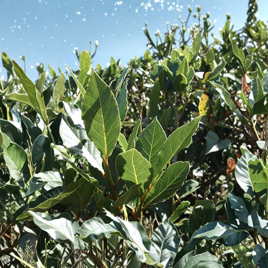 Sweet Bay Laurel Cuttings – Laurus nobilis Live Plant Cuttings | Set of 5 Fresh 6–8 Inch Herb Tree Starts | DIY Propagation | Free US Shipping