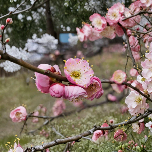 Fufen Ume Tree – Prunus mume Live Plant | 30–36 Inches Tall | Pale Pink Flowering Apricot | Ornamental Plum Blossom Tree | Early Spring Bloom