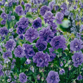 Double Purple Geranium Seeds – Pelargonium Flower Seeds | 10 Seeds Included | Rich Purple Double Blooms | Patio & Garden Friendly | Easy to Grow