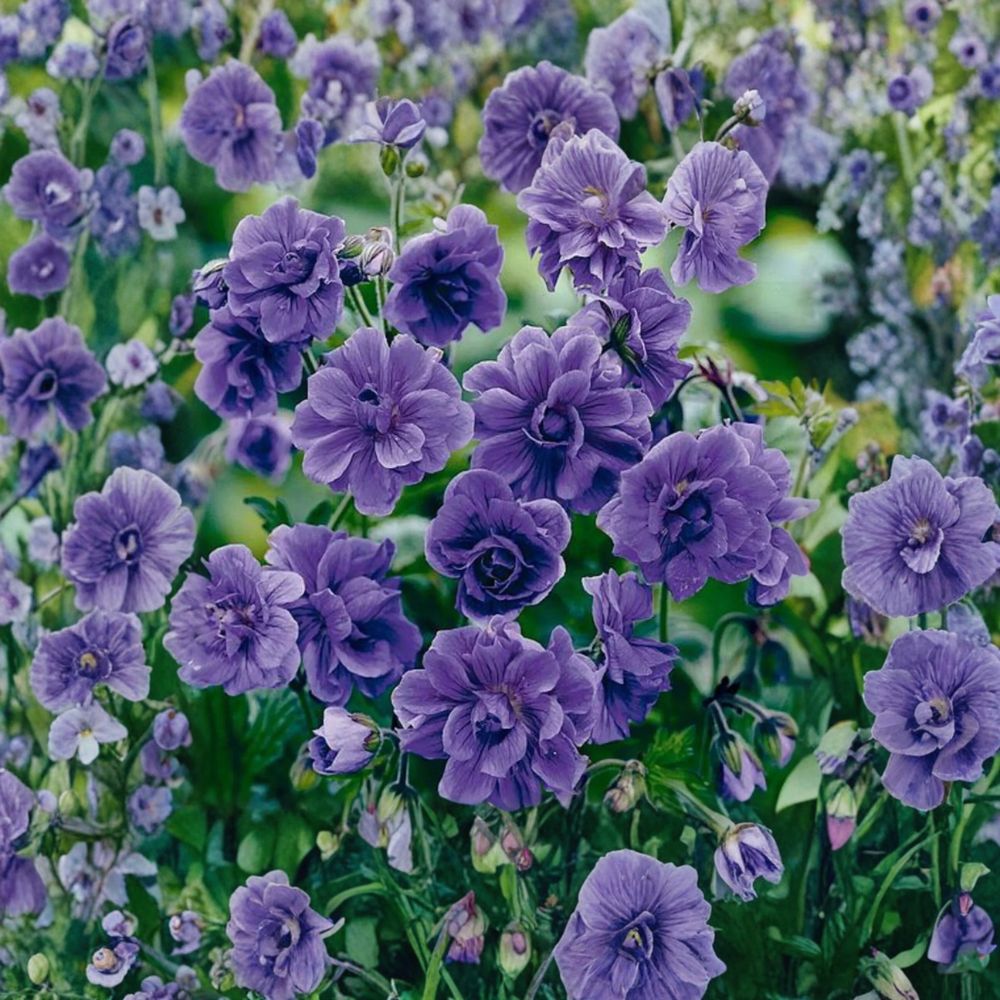 Double Purple Geranium Seeds – Pelargonium Flower Seeds | 10 Seeds Included | Rich Purple Double Blooms | Patio & Garden Friendly | Easy to Grow