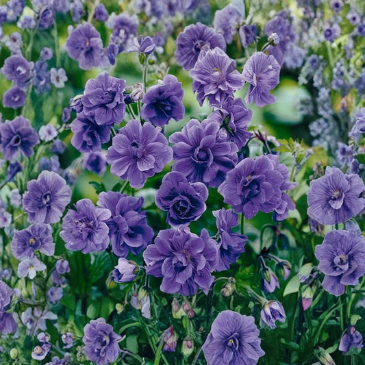 Double Purple Geranium Seeds – Pelargonium Flower Seeds | 10 Seeds Included | Rich Purple Double Blooms | Patio & Garden Friendly | Easy to Grow