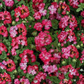 Geranium Pinto Premium Rose Bicolor – Pelargonium Seeds | 1,000 Seeds | Rose & White Blooms | Vigorous Garden Variety | Pot & Landscape Friendly | Easy to Grow