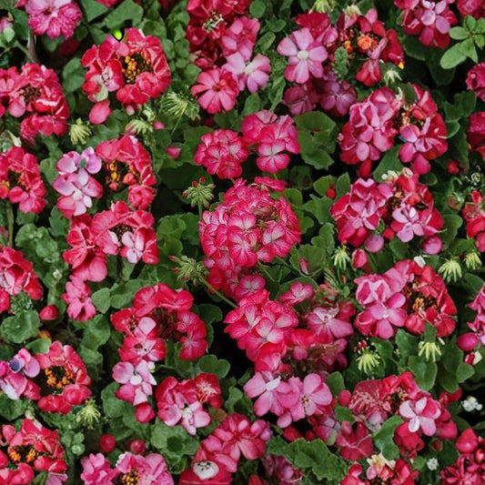 Geranium Pinto Premium Rose Bicolor – Pelargonium Seeds | 1,000 Seeds | Rose & White Blooms | Vigorous Garden Variety | Pot & Landscape Friendly | Easy to Grow