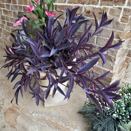 6 Tradescantia Purple Heart Live Cuttings – 6–8 Inch | Wandering Jew Plant | Purple Ground Cover | Easy Propagation