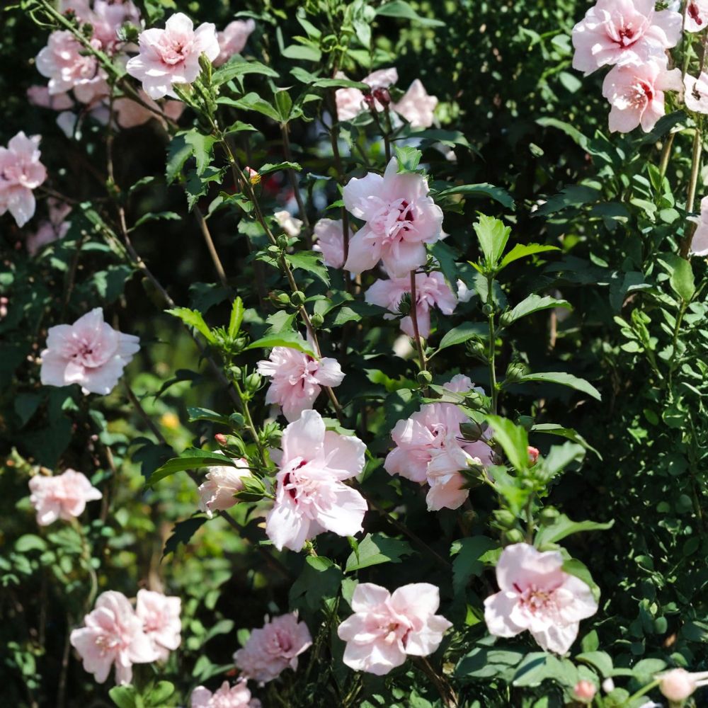 Pink Rose of Sharon – Hibiscus syriacus Live Starter Plants | Set of 3 | 12–24 Inches Tall | Bare Root | Hardy Flowering Shrub