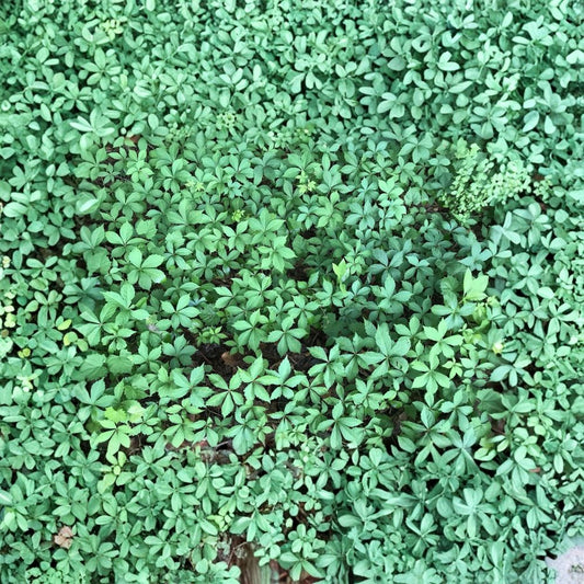 Virginia Creeper Vine – 7 Live Bare Root Starter Plants | Parthenocissus | Hardy Climbing Perennial | 8–10 Inch Vines