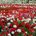 Geranium Flower Seed Mix – 100 Annual Pelargonium Seeds | Colorful Container, Basket & Patio Flowers