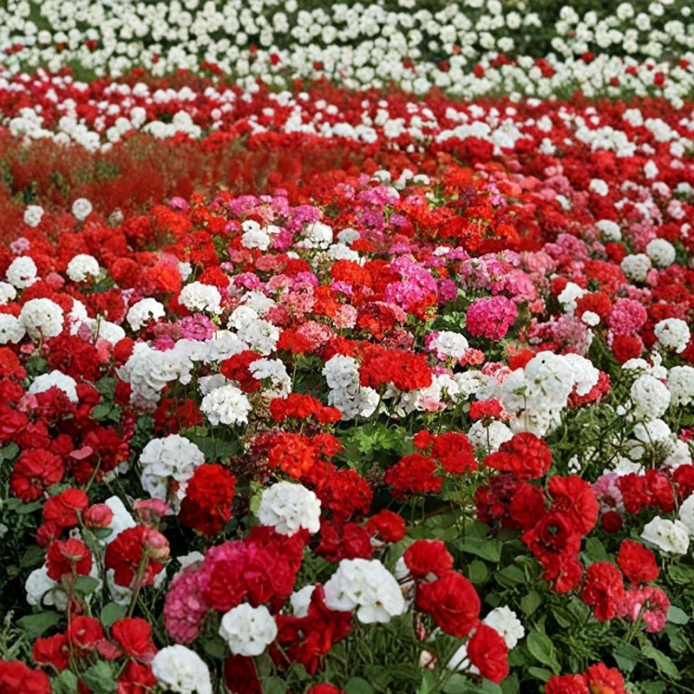 Geranium Flower Seed Mix – 100 Annual Pelargonium Seeds | Colorful Container, Basket & Patio Flowers