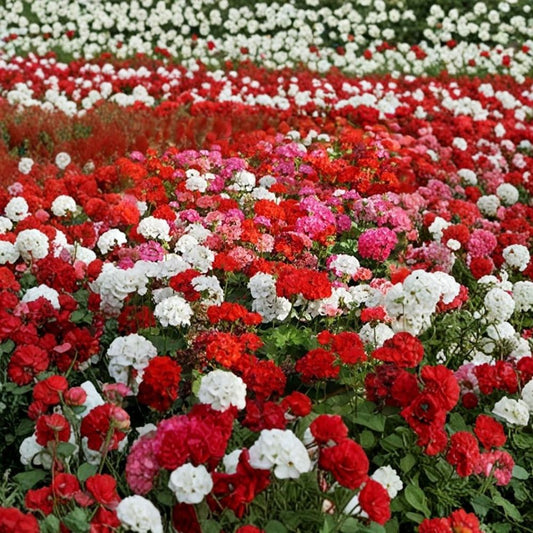 Geranium Flower Seed Mix – 100 Annual Pelargonium Seeds | Colorful Container, Basket & Patio Flowers