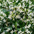 Star Jasmine Plant – Trachelospermum jasminoides Live Vine | 10 Inch Tall in 3 Inch Pot | Fragrant White Flower Climbing Plant Indoor Outdoor